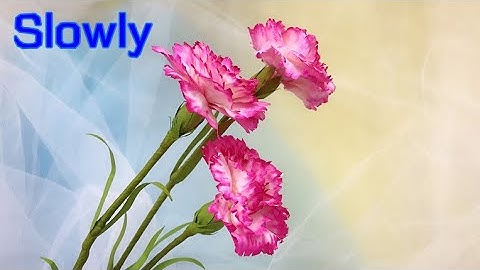 ABC TV | How To Make Carnation Paper Flower #1 (Slowly)- Craft Tutorial
