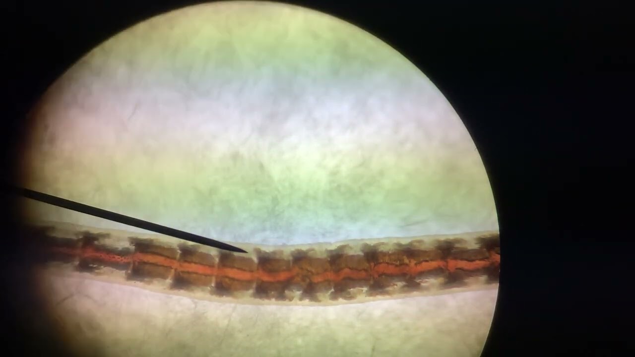 Lumbriculus variegatus Pulse Rate under 40X