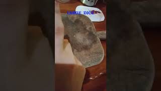 14  BASIC CUTS AND SHAPE Profile