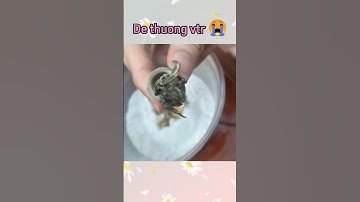 Đố anh em biết con gì 🤗 #shorts #cute  #viralshorts #snail #giaitri #GumminsTV