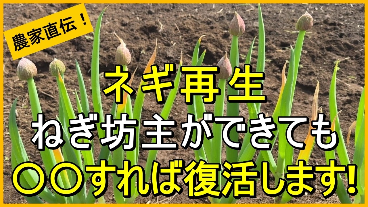 ねぎ坊主 春の味覚 ねぎ坊主 入荷しました！ | 千住ネギ・江戸千住葱・江戸伝統