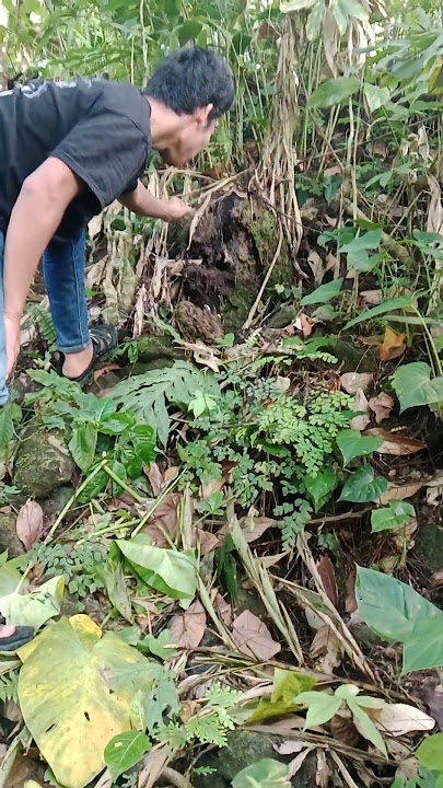 tutorial cara ngambil madu nyiruan ganass #shortsviral #madualami #shortsviral