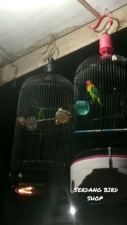 Lovebird sambung suara serindit.