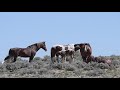 Mustangs of Sand Wash Basin in Colorado by Karen King