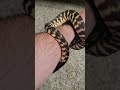 2024 Het Axanthic Female. check out my MorphMarket.