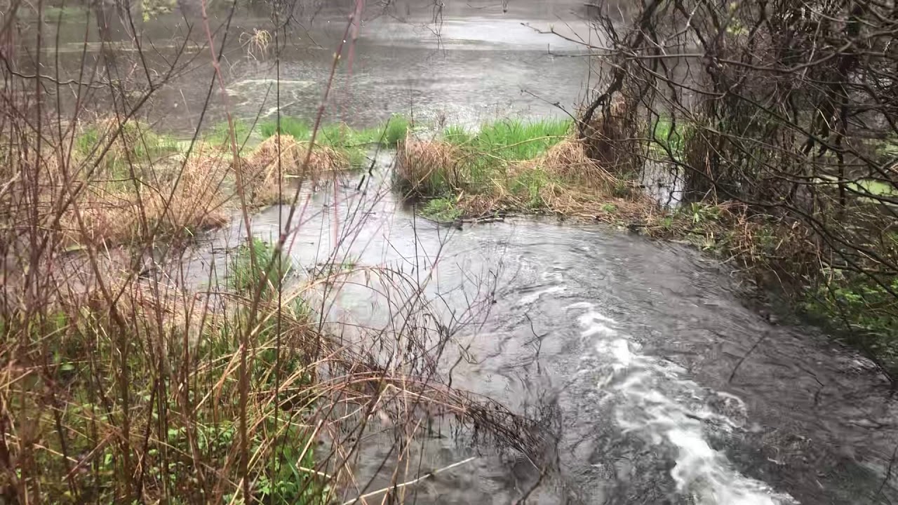 Sound of spring ponds and it’s critter chattering...