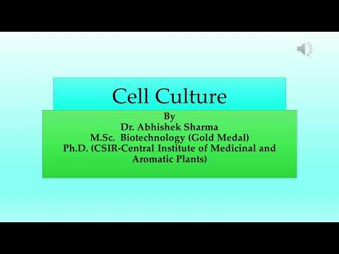 Lymphoid Cell Primary Culture