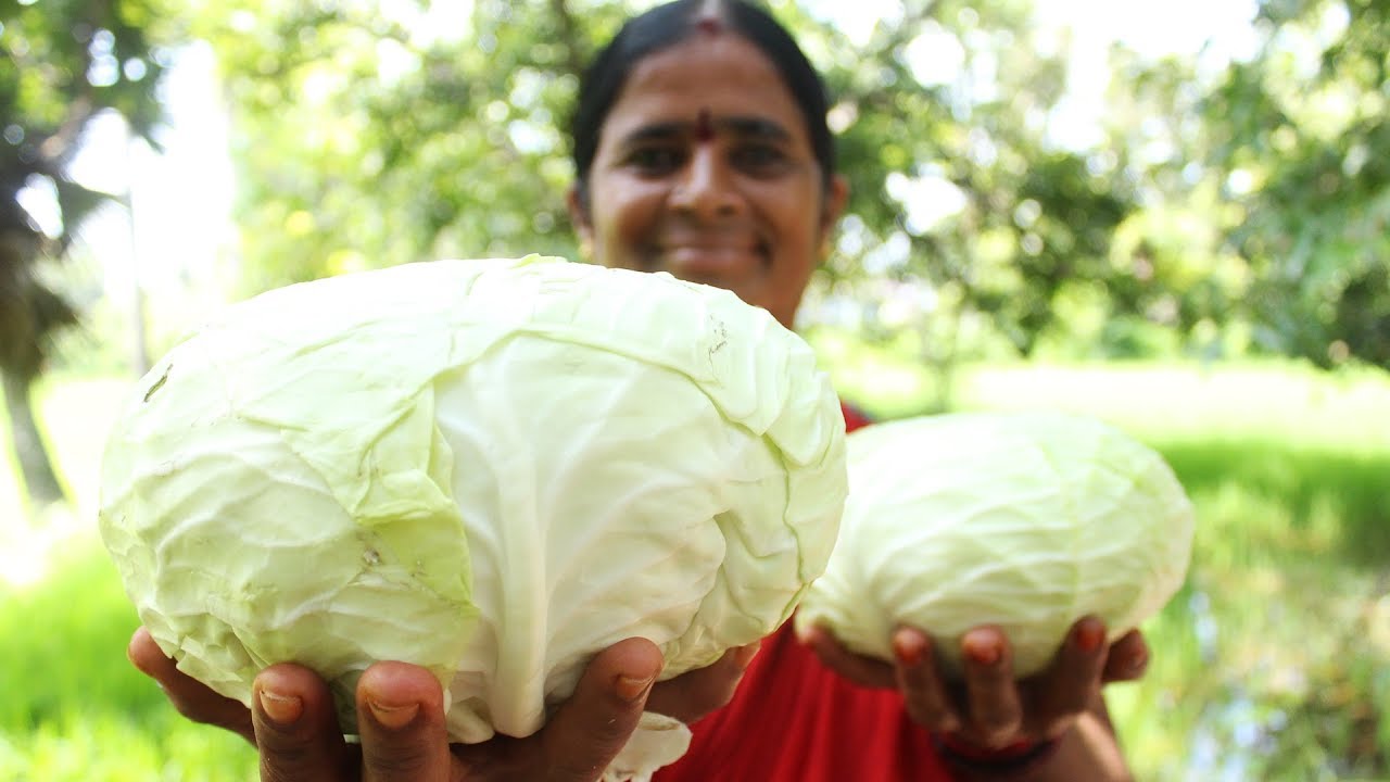 How To Cook Cabbage Recipes Village Style || Myna Street Food