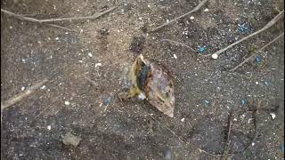 tazama kono kono walivyokufa shambani baada ya kuweka sumu