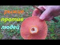 Грибы Рыжики 08 10 21г  Калужская обл