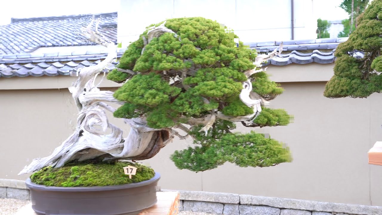 広盆 KITO ふくら盆 ソロ （四十沢木材工芸） | お盆・トレー | cotogoto