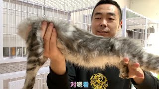 今天去一家大型缅因猫舍看看11只不同的缅因猫