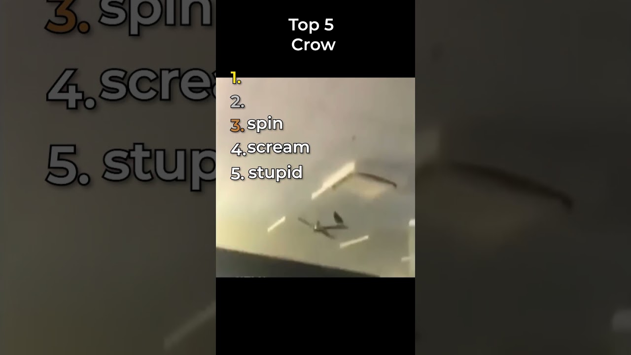 the funniest crow clips in the world