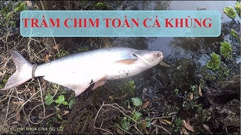 CÂU cá tra THIÊN NHIÊN trong vườn quốc gia TRÀM CHIM | HUYNH KHOA FISHING