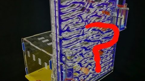 Are Cheap Acrylic Ant Nests Worth It?