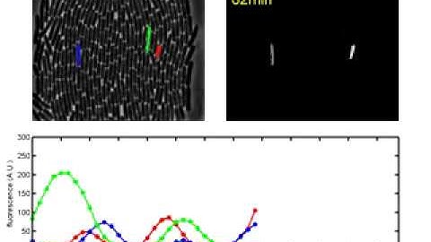 Single-cell tracking code