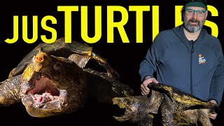 We Found EIGHT TURTLE SPECIES in ONE DAY!!!