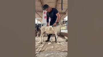 The process of removing wool – how good tools can increase efficiency