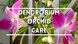 Dendrobium orchid care and growing guide #dendrobium #orchids #orchidcare