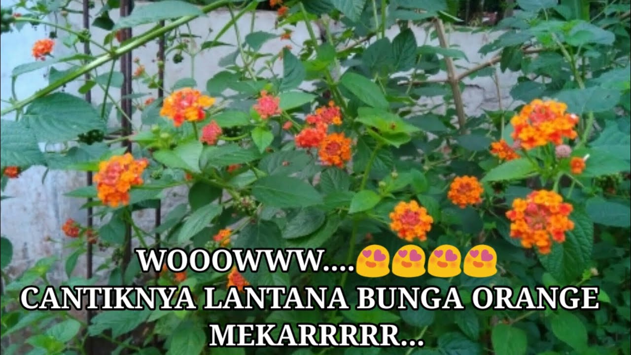 Cantiknya bunga lantana orange 