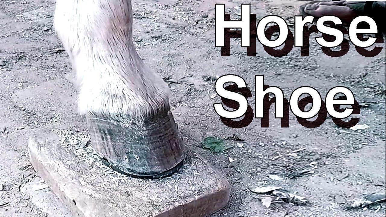 Horse Hoof , گھوڑے کا کھر YouTube