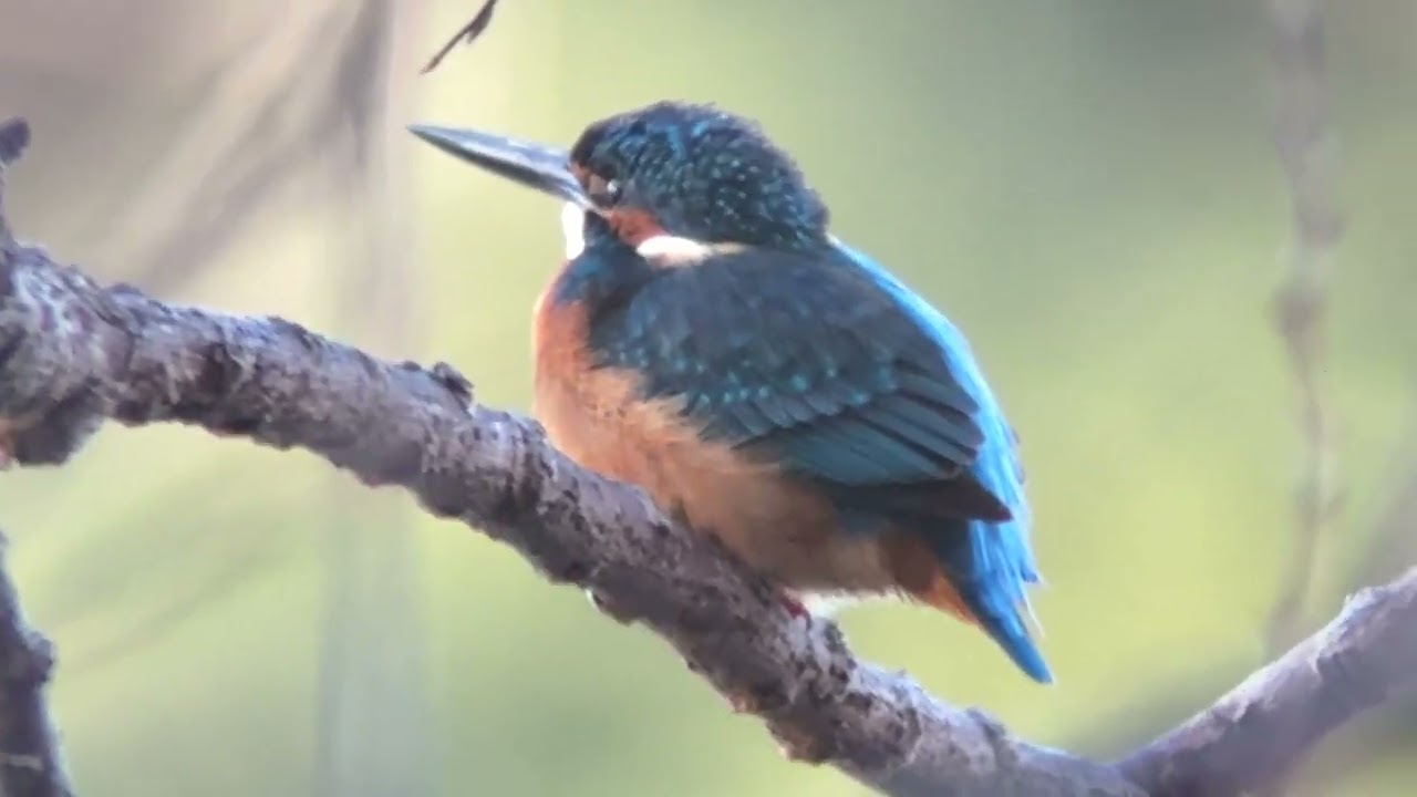 ピンコさま専用 カワセミ ピンコさま専用 カワセミ ピンコさま専用