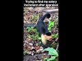 Invisibility superpower does exist🐒😂 #shorts #funny #animals #nature #relatable