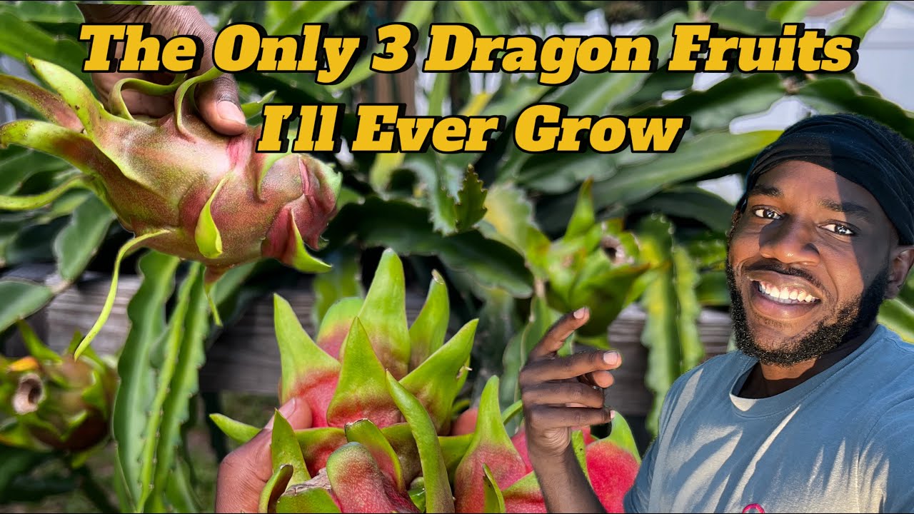 Don’t Grow Dragon Fruit Until You See These Top 3 Varieties