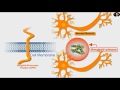 Amyloid precursor protein app alzheime  and gamma secretase
