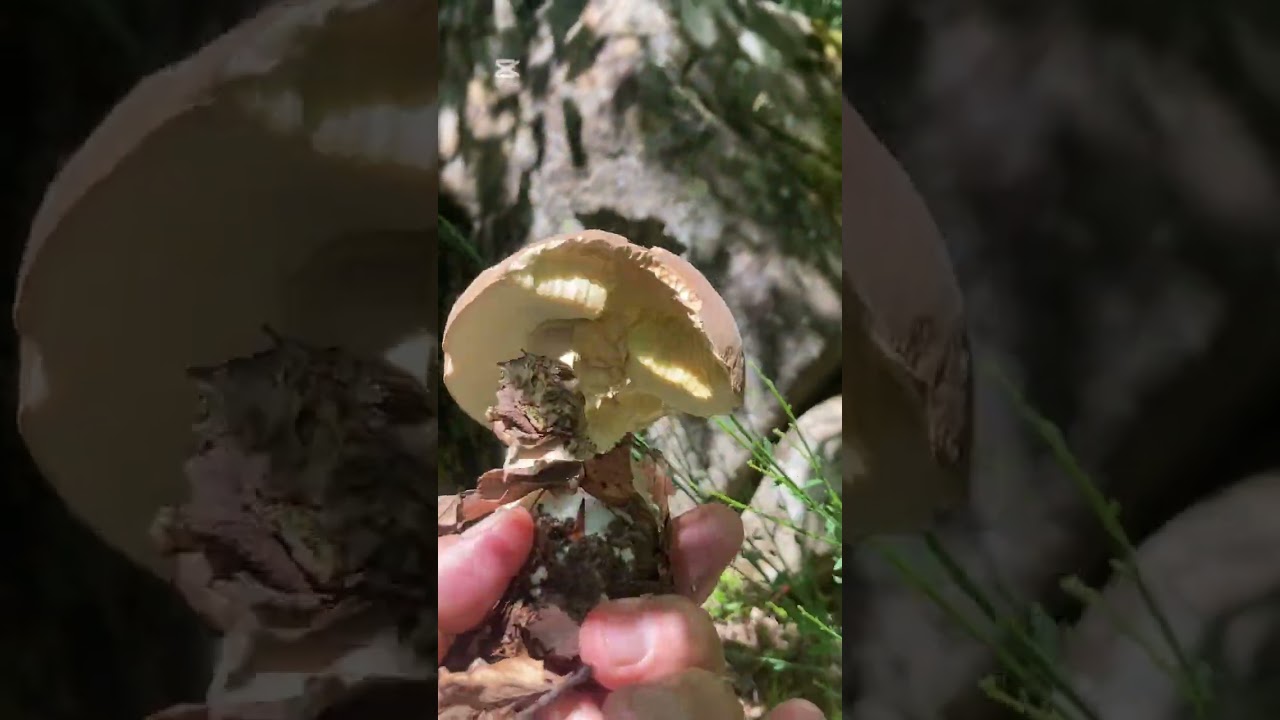 A funghi con Beppino e’ la Sagra del Porcino 🍄‍🟫!!! 