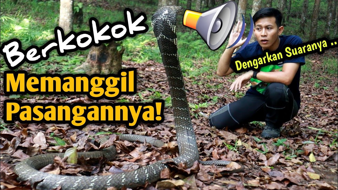 Tort oyoqda semiz eshaklar Kattalar uchun opa-singil jinsiy aloqani tomosha qiling 21