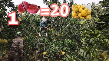 Vườn Bưởi Sai Trĩu Qủa Ghép Cải Tạo Sang Bưởi Ruby/giá tri kinh tế trồng bưởi ruby,Thang bom vlog