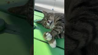 행복한 꿈 고양이 궁디팡팡 #cat 고속도로 휴게소