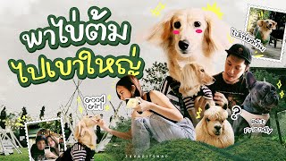 ปักหมุดคาเฟ่ ร้านอาหาร Pet Friendly ที่เขาใหญ่ | ZuvapitSnap