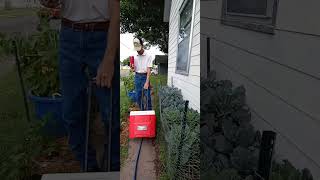 Walk through garden/ Fruit on the vine/ Cucumber 🥒 tomato 🍅 pepper 🌶/ #Heartland HQ