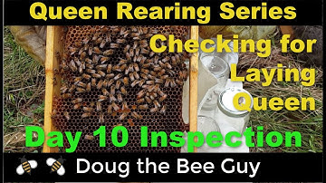 Queen Rearing Series Episode 6: Day 10 Inspection of the 4 Way Mating Nuc for laying queens