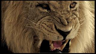 Spiritual Warfare Shofar And Live Lion Roars Extremely Louder Than Loud