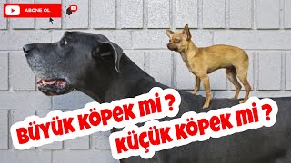 Büyük Köpek mi ? Küçük Köpek mi ?