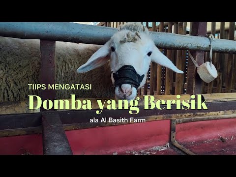 Cara Agar Kambing Tidak Berisik