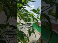 praktikum ipa di sd " simbiosis "