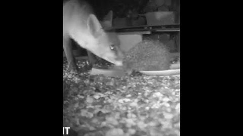 Oh dear, The fox cannot get food because the little hedgehog is on the plate