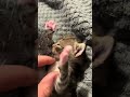 Cute Kitty
