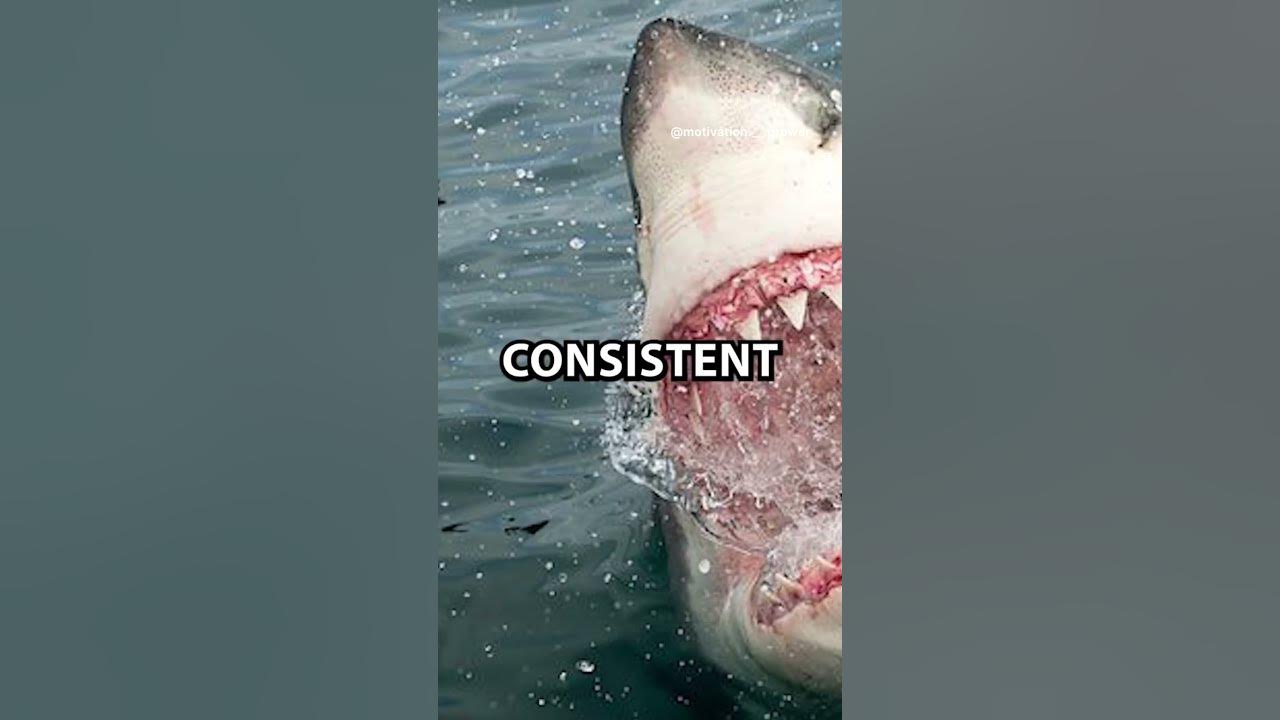Is the Megalodon still alive? - YouTube