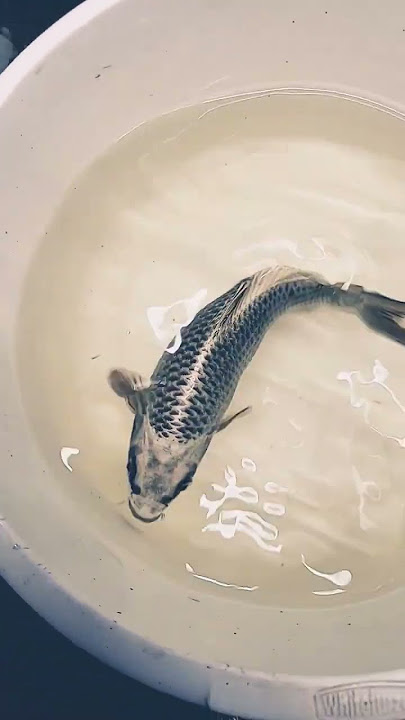 STUNNING KIN KABUTO #koi #koipond #ponds @AdamByerKoi #tosai #fry #koilovers #koifish #japanesekoi