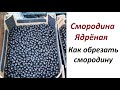 Смородина Ядреная. Как и когда обрезать смородину