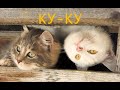 Я РЖАЛ ЦЕЛЫЙ ЧАС/ДО СЛЕЗ/СМЕШНЫЕ ЖИВОТНЫЕ/КОТЫ 2019/№_22