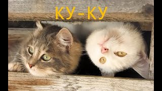 Я РЖАЛ ЦЕЛЫЙ ЧАС/ДО СЛЕЗ/СМЕШНЫЕ ЖИВОТНЫЕ/КОТЫ 2019/№_22