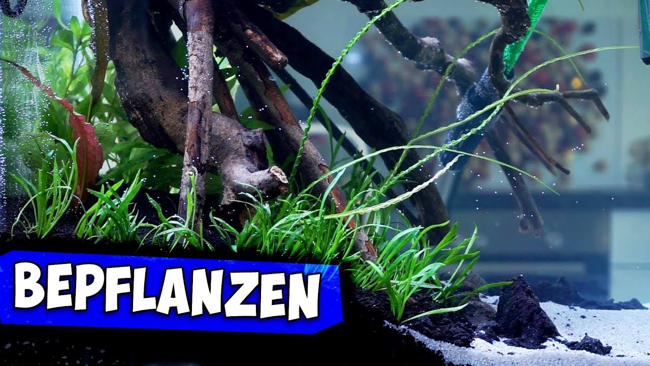 Riesen Aquarium Bepflanzen Fluten Pflanzenauswahl Erklart Aqua Update