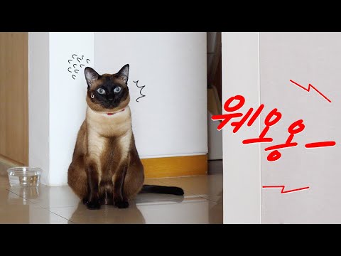 길고양이 싸우는 소리에 너무너무 놀란 고양이들