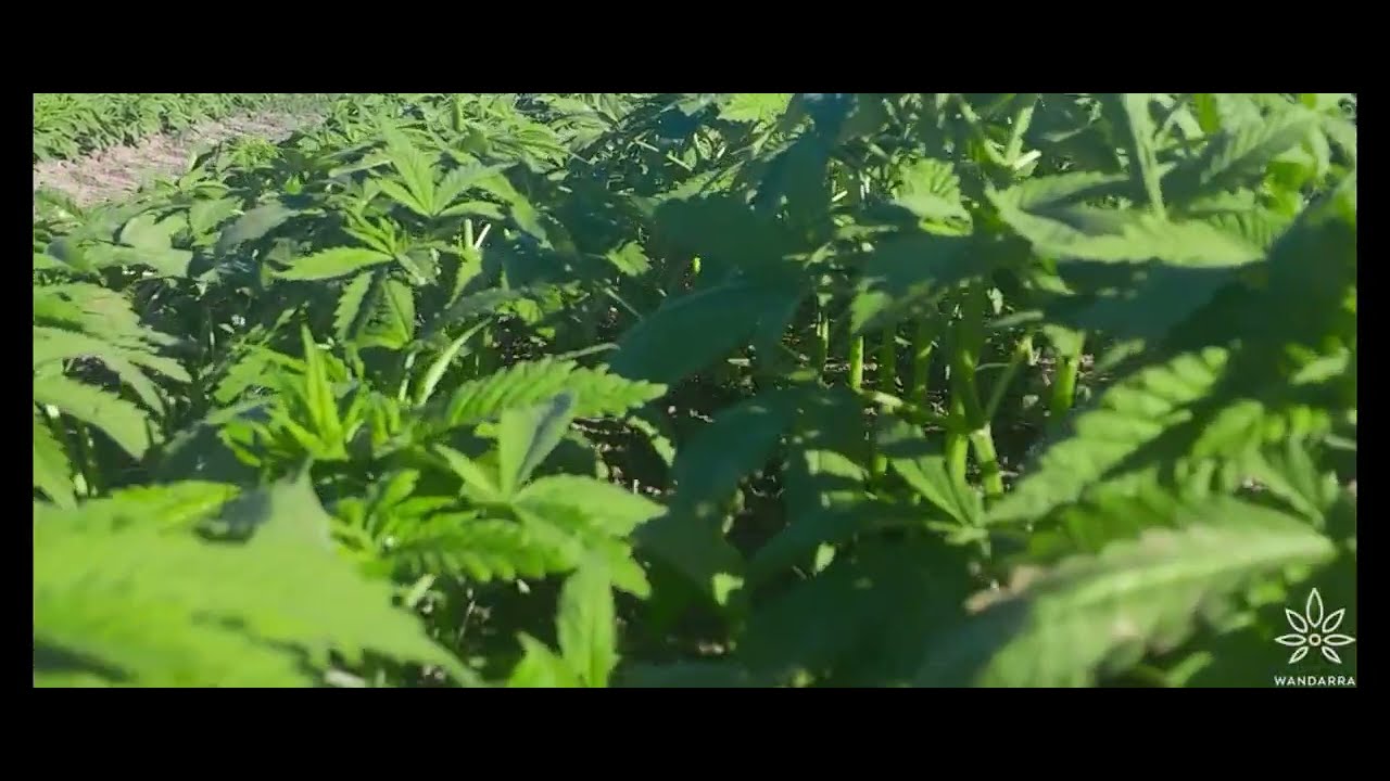 North Queensland ASMR Industrial Hemp 2024